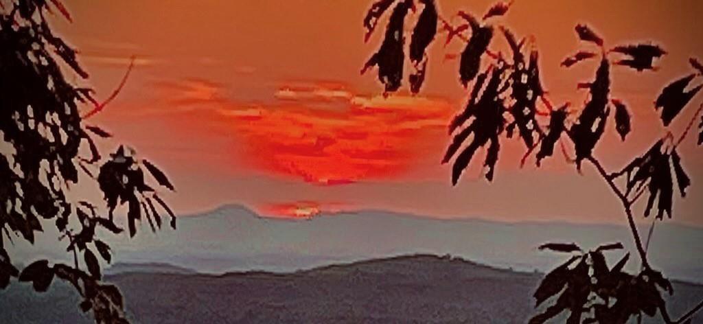 1688 Mulberry Circle Jasper, GA 30143 - Photo 71 of 90 a view of a backyard of a house