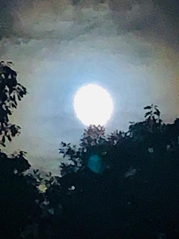 1688 Mulberry Circle Jasper, GA 30143 - Photo 88 of 90