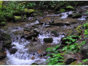 Tbd Red Fork Road Unicoi, TN 37692 - Photo 1 of 9 Bold Stream