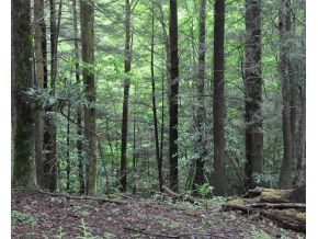Tbd Red Fork Road Unicoi, TN 37692 - Photo 4 of 9 Photo 4