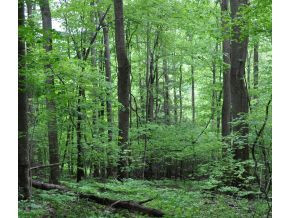 Tbd Red Fork Road Unicoi, TN 37692 - Photo 7 of 9 Photo 8