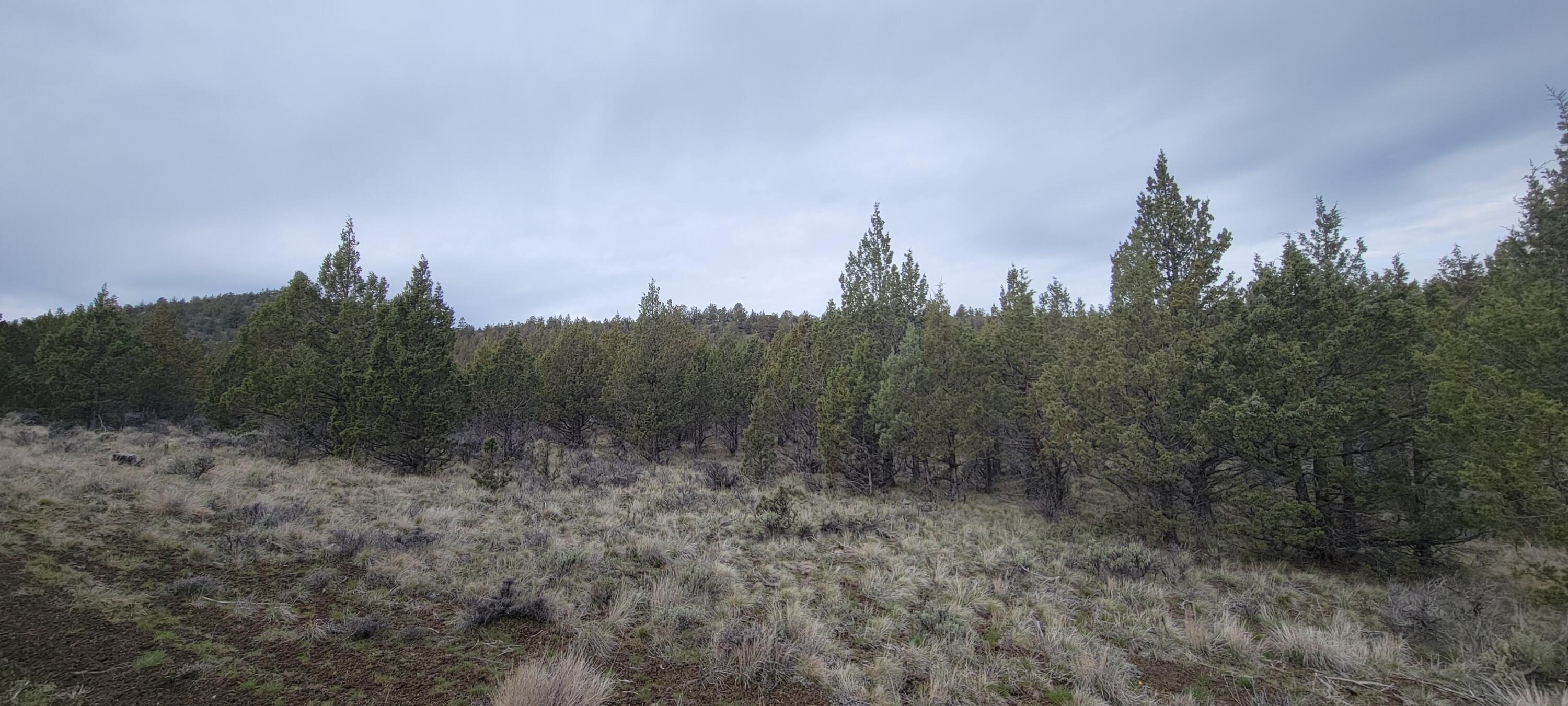 Southeast Osprey Road Prineville, OR 97754 - Photo 19 of 30 Clearings 06