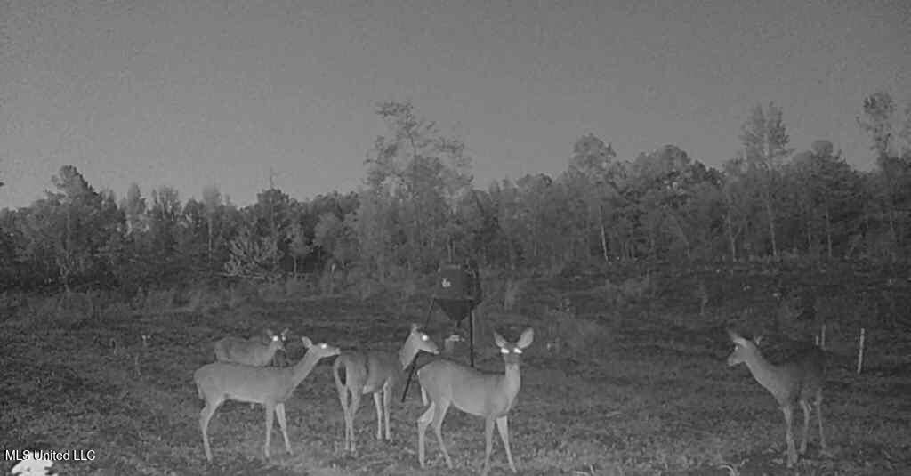 839 Mt Pilgrim Road Camden, MS 39045 - Photo 27 of 34 2025103018420501000543_ColorizationType.
