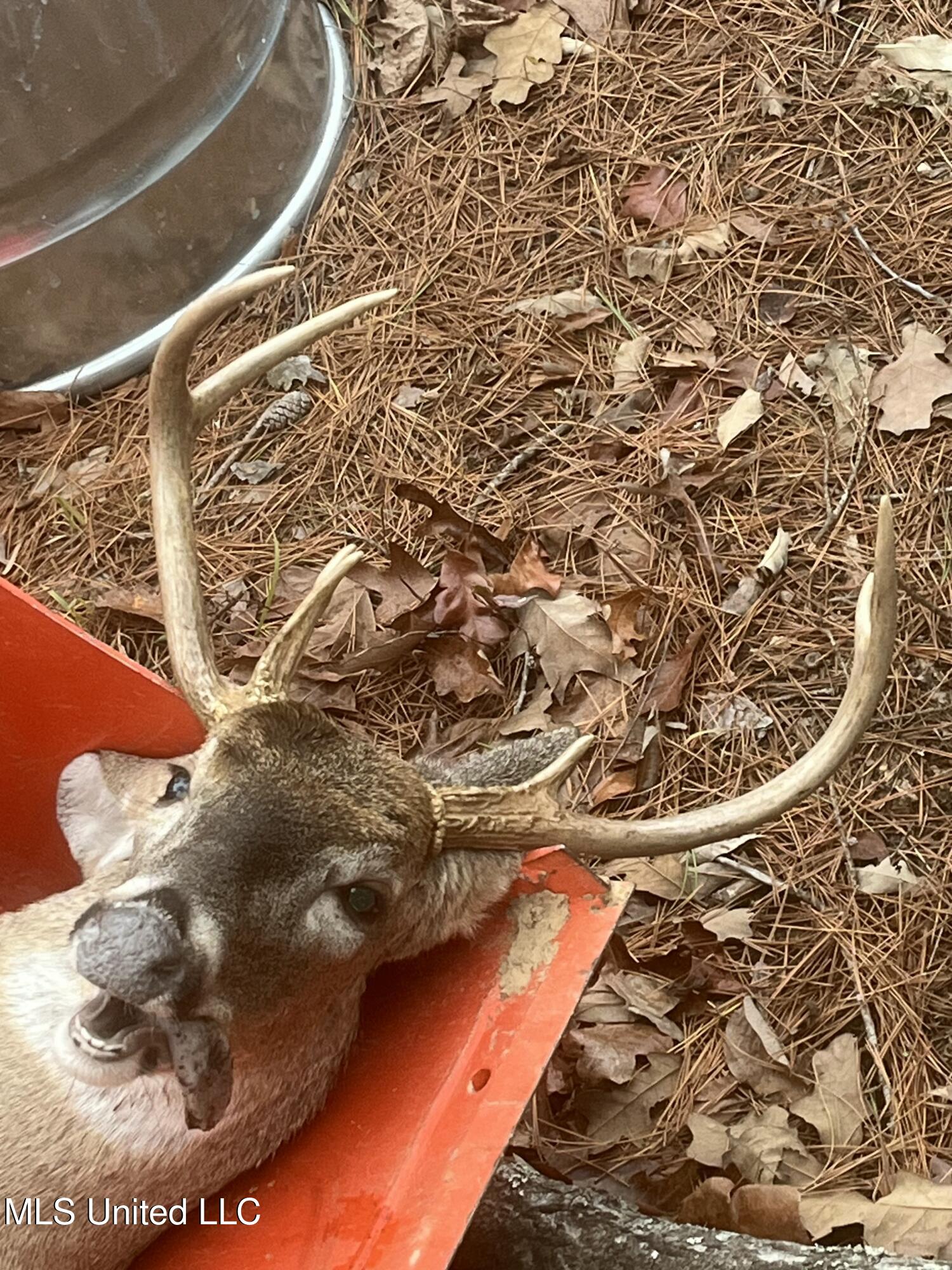 839 Mt Pilgrim Road Camden, MS 39045 - Photo 28 of 34 IMG_2716