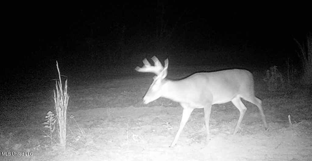 839 Mt Pilgrim Road Camden, MS 39045 - Photo 30 of 34 IMG_3869