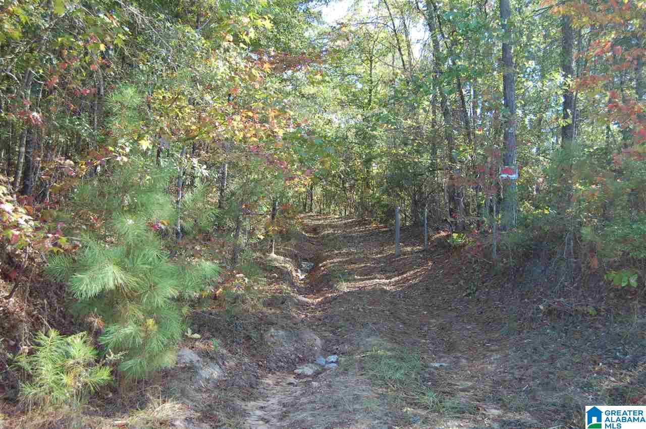 22.49-acres Double Branch Road, Unit 22 49 ACRES Marion, AL 36756 - Photo 26 of 30