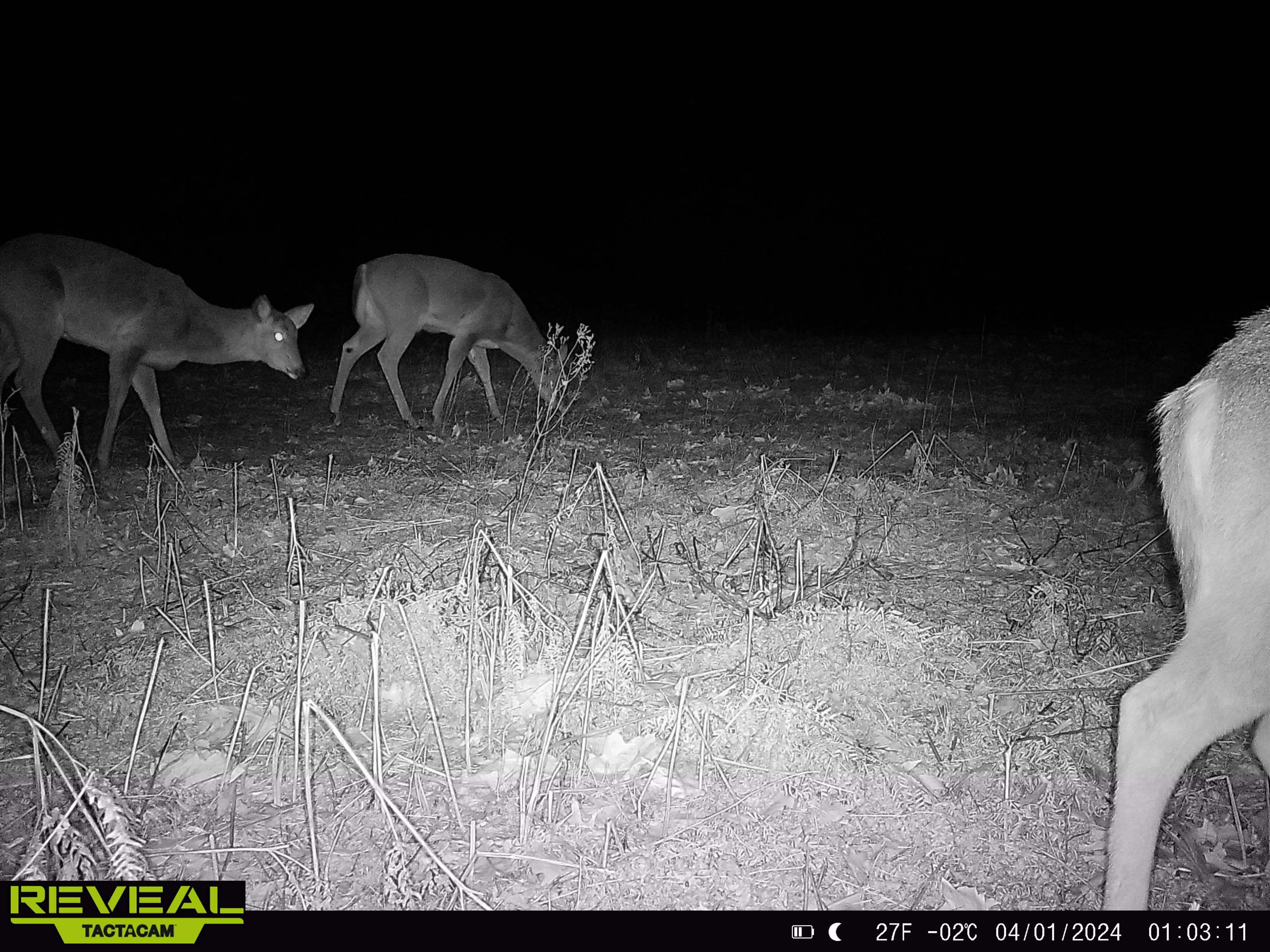 10-acres Niemi Road Kaleva, MI 49645 - Photo 17 of 24