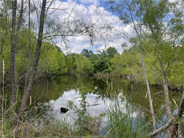 a view of a tree in a yard