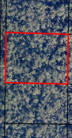 a view of a flower around