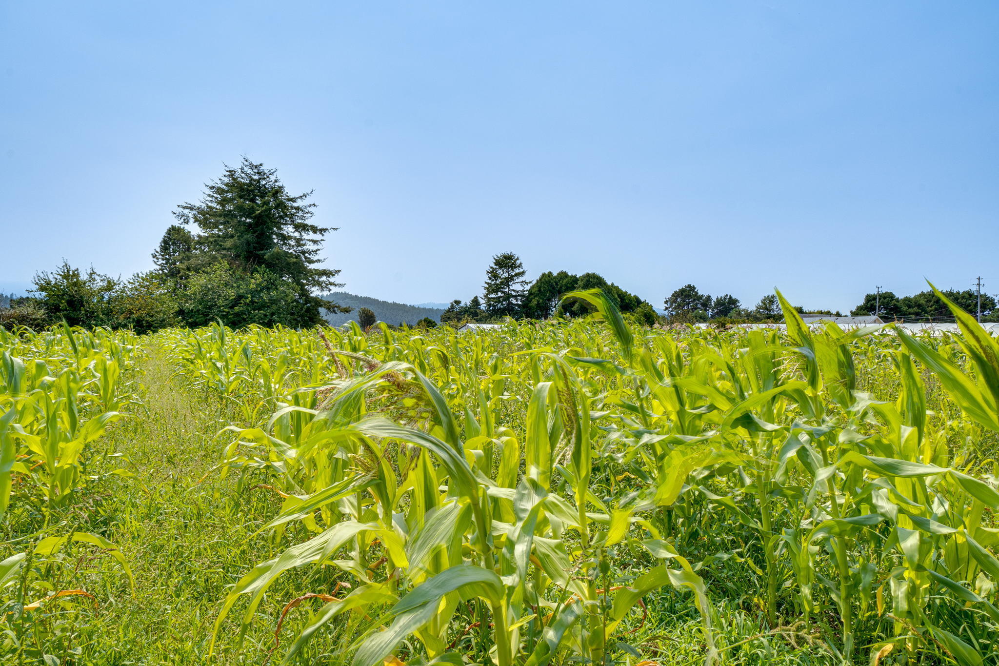 6786 Rohnerville Road Hydesville, CA 95547 - Photo 67 of 72 67-web-or-mls-124