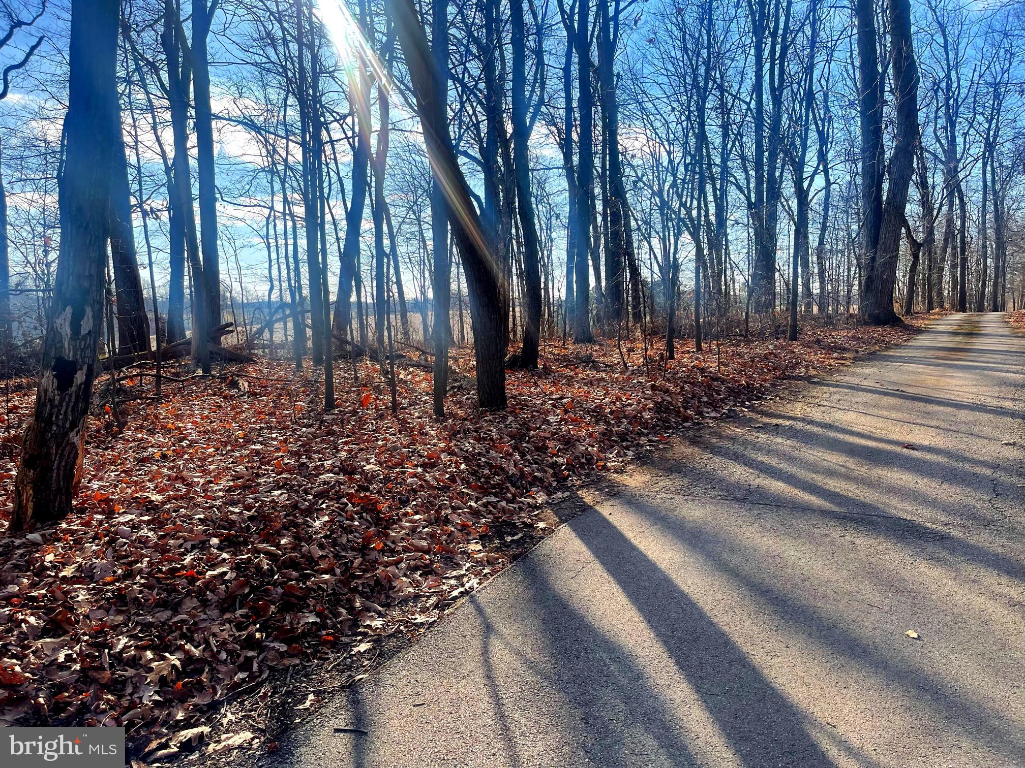a view of a backyard with large trees
