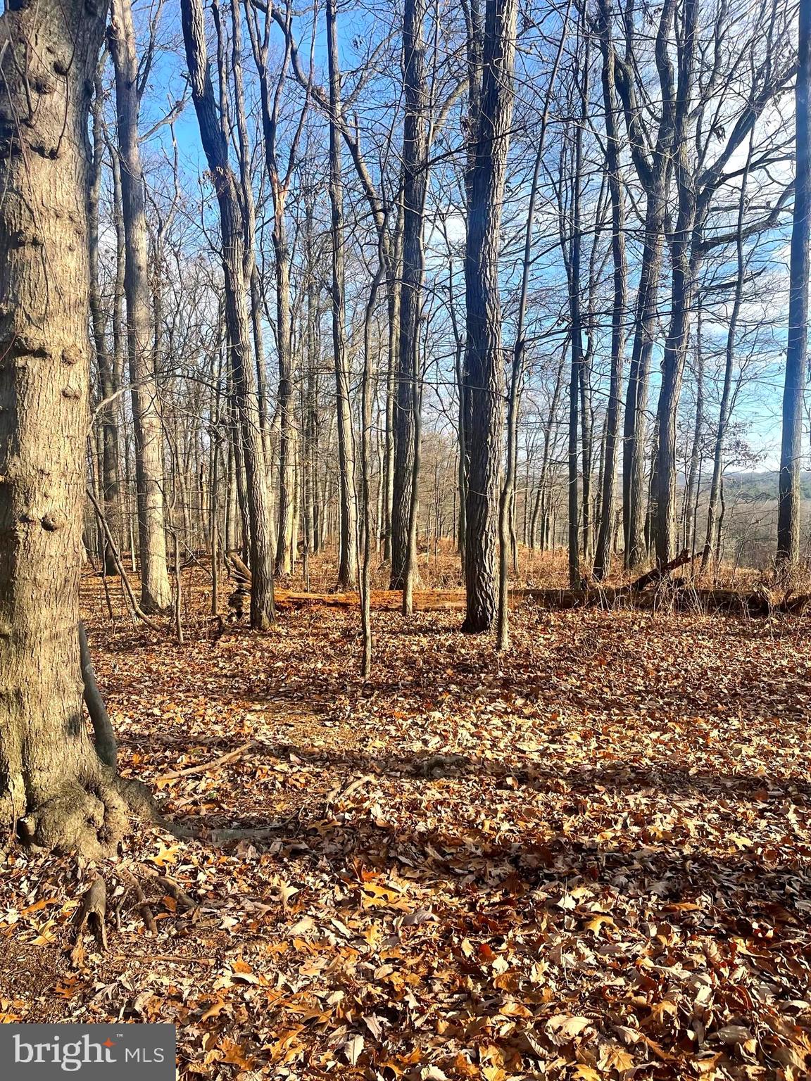 2650-2652 Baumgardner Road Westminster, MD 21158 - Photo 8 of 10 a backyard of a house with lots of green space