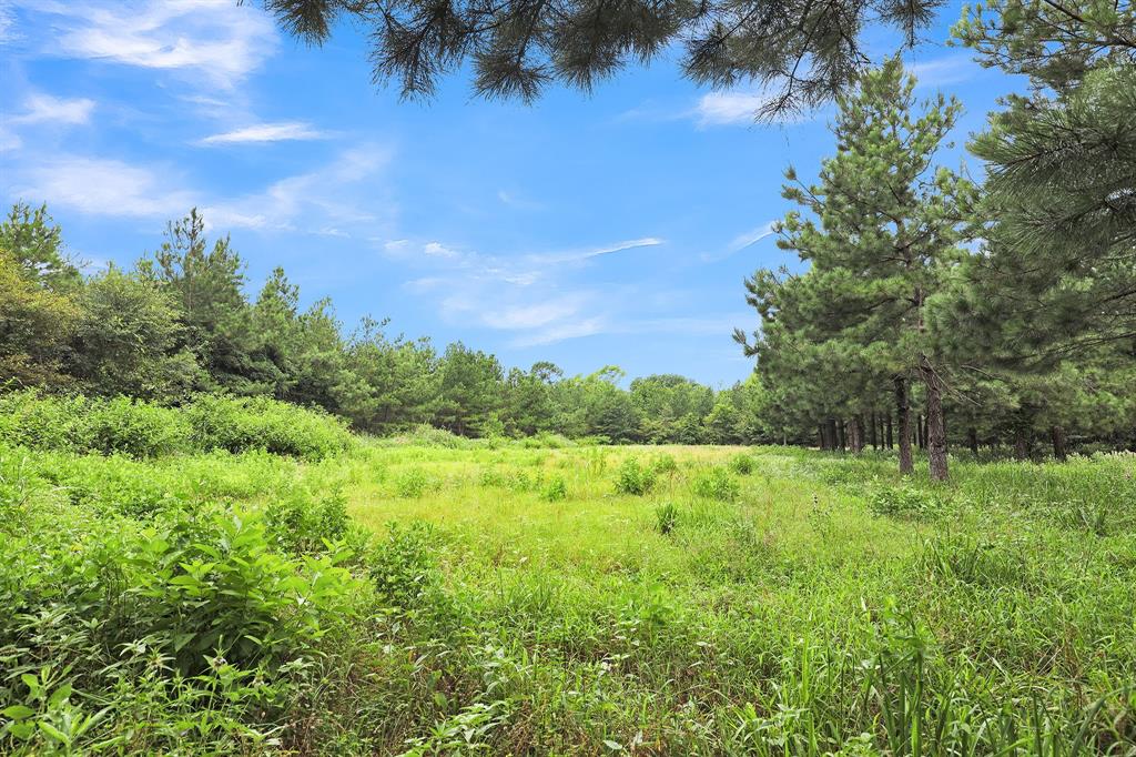 10114 County Road 272 Tyler, TX 75702 - Photo 15 of 38 a view of a lush green space