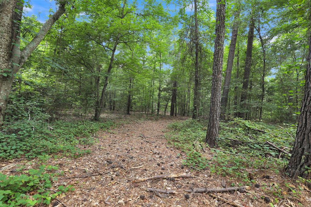 10114 County Road 272 Tyler, TX 75702 - Photo 16 of 38 a view of a lush green forest
