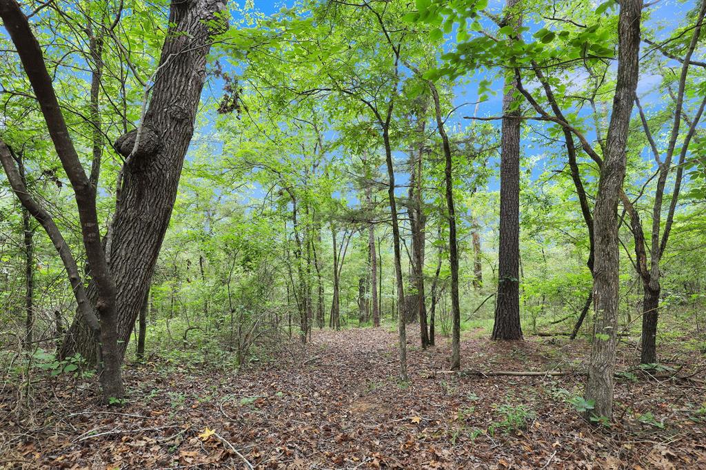 10114 County Road 272 Tyler, TX 75702 - Photo 19 of 38 a view of outdoor space and trees