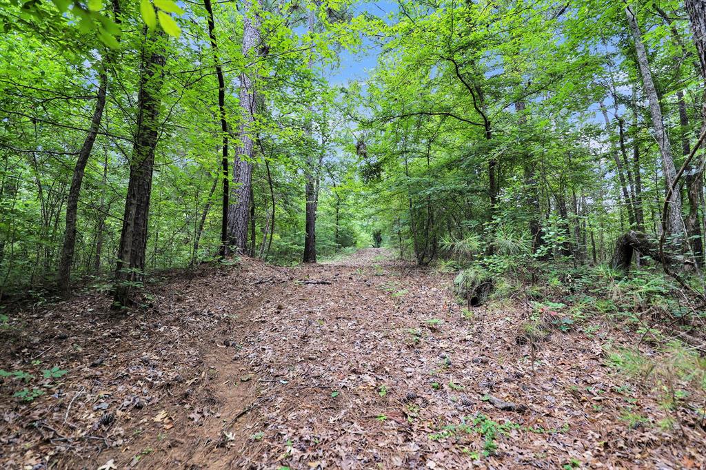 10114 County Road 272 Tyler, TX 75702 - Photo 27 of 38 a view of a forest with trees in the background