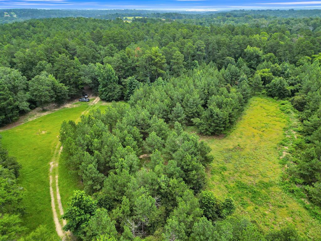10114 County Road 272 Tyler, TX 75702 - Photo 31 of 38 a view of a lush green forest