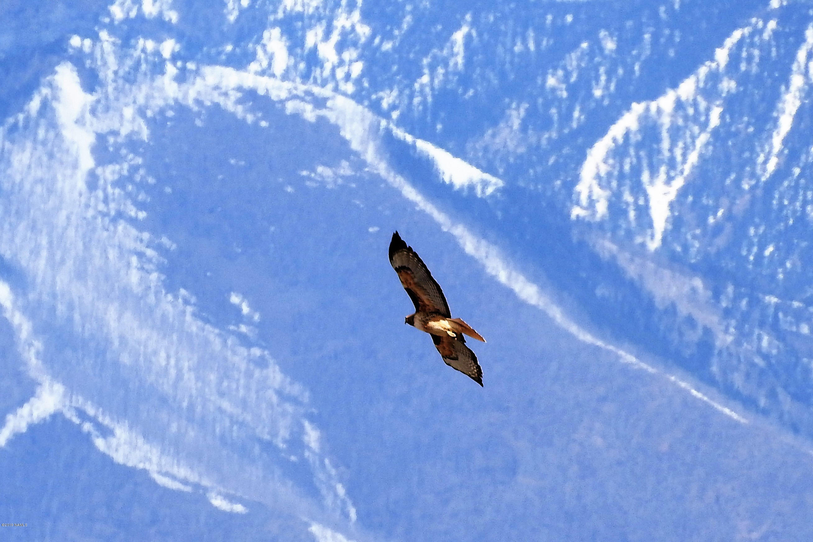 12901 Stockmens Road Flagstaff, AZ 86004 - Photo 4 of 22 Abundant Wildlife