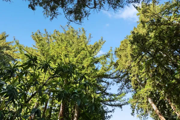 $450,000 | 10293 Field Lane, Forestville, CA 95436