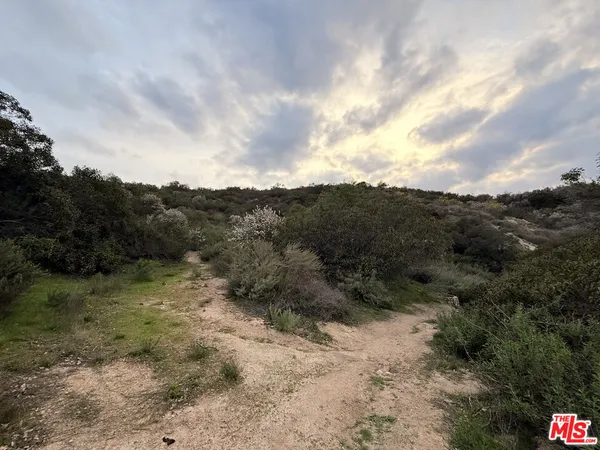 a view of a dry yard with lots of trees