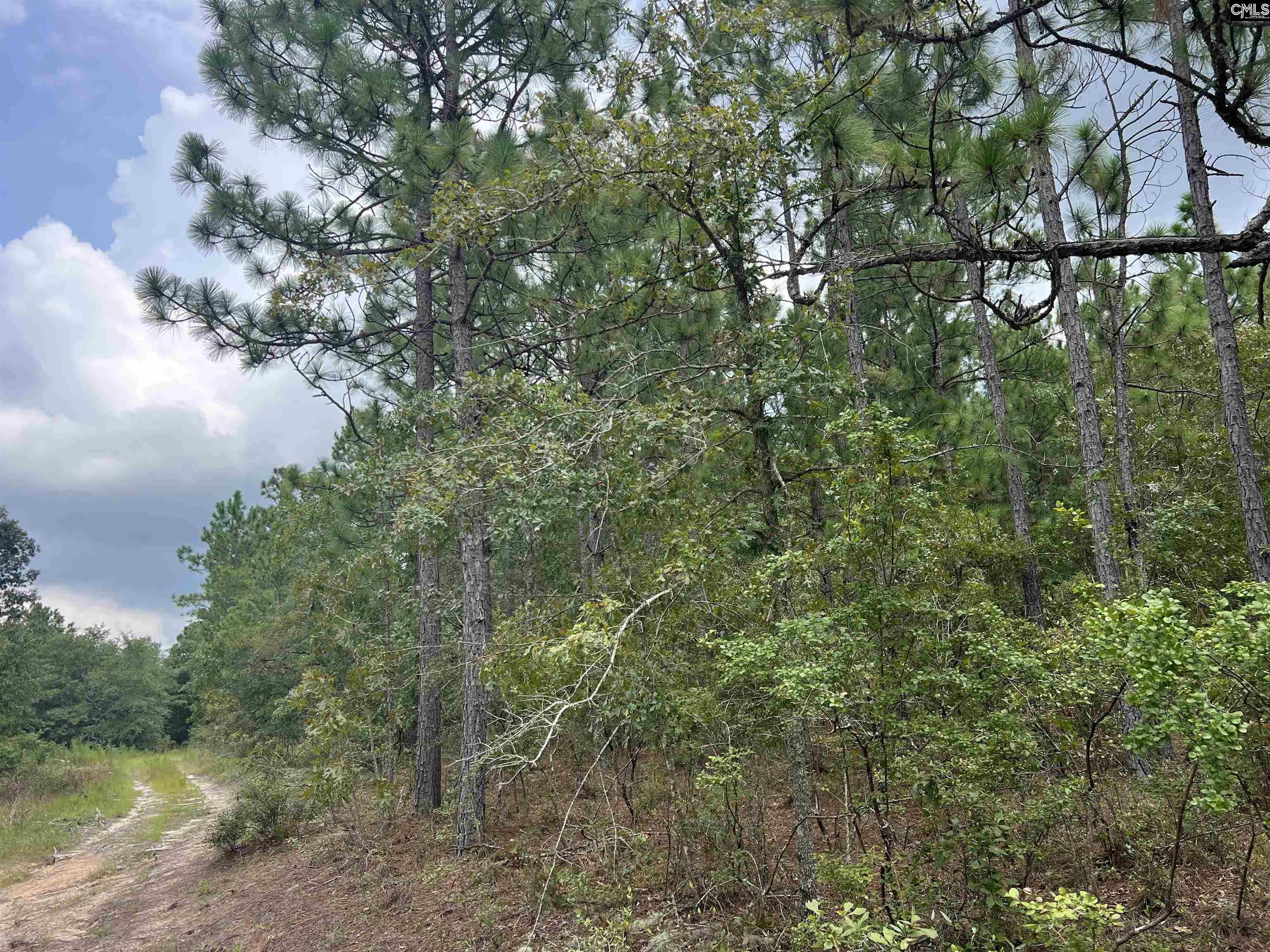 0 Cliff Road Pelion, SC 29123 - Photo 4 of 28