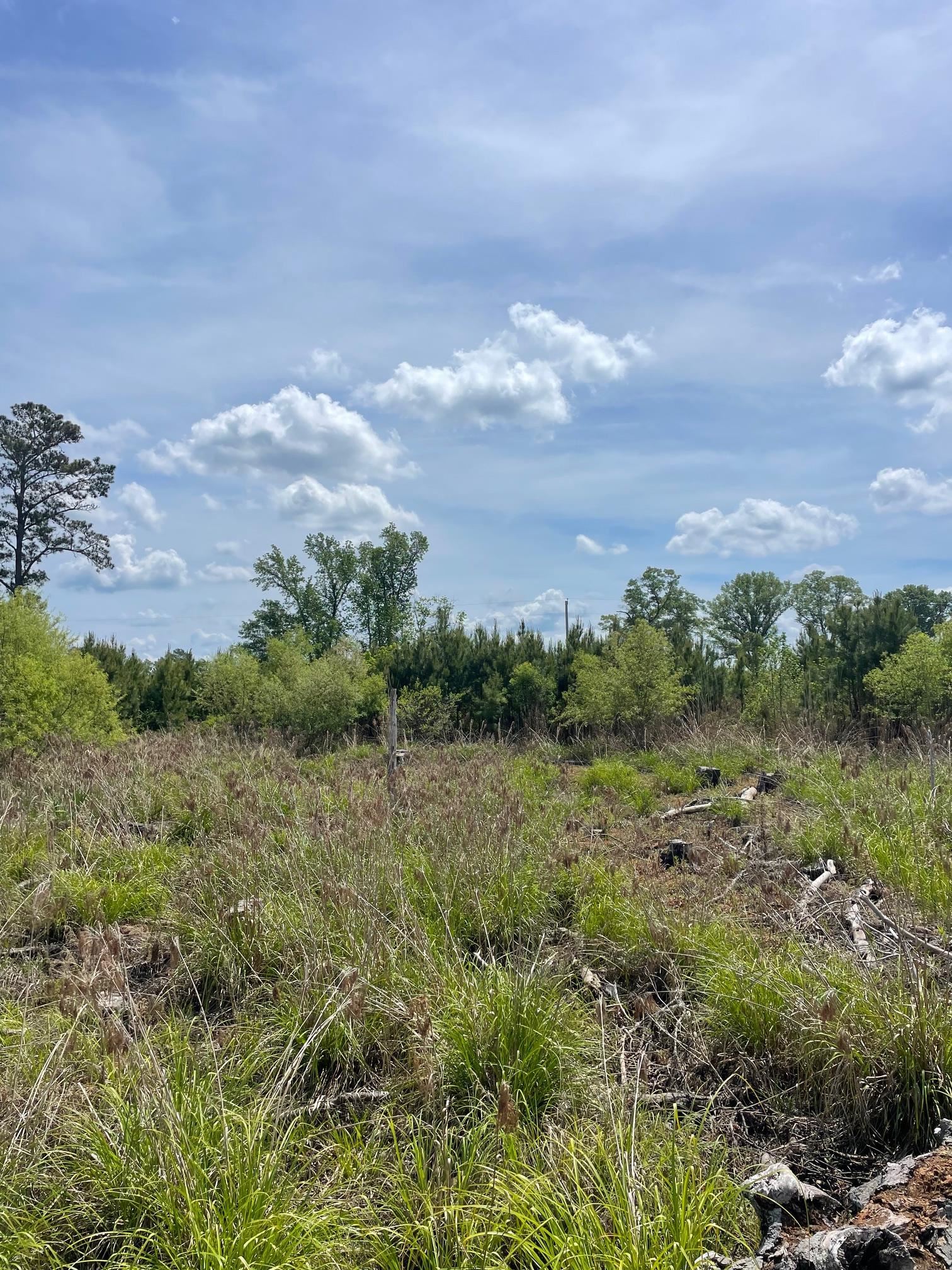 Tbd 30-ac Rocky Ford Road Salters, SC 29590 - Photo 4 of 10