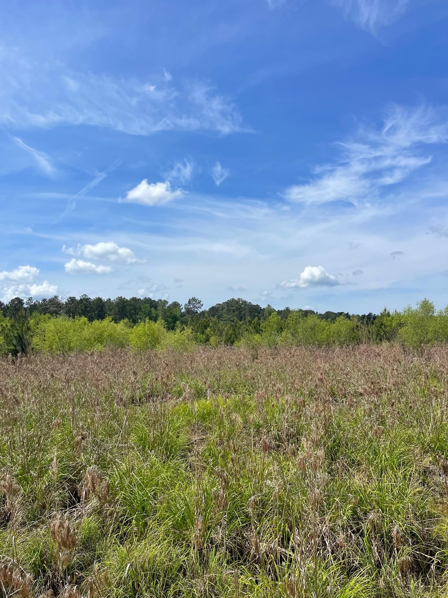 Tbd 30-ac Rocky Ford Road Salters, SC 29590 - Photo 5 of 10