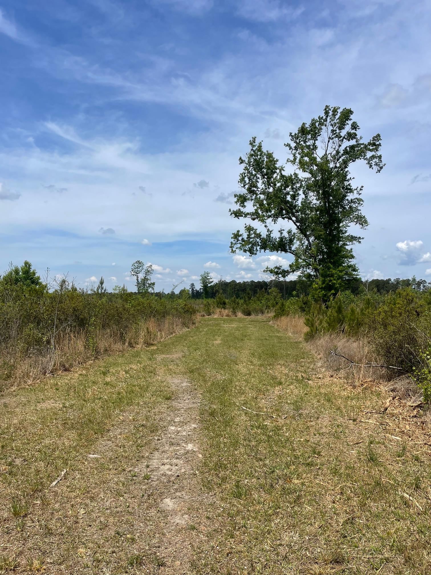 Tbd 30-ac Rocky Ford Road Salters, SC 29590 - Photo 7 of 10