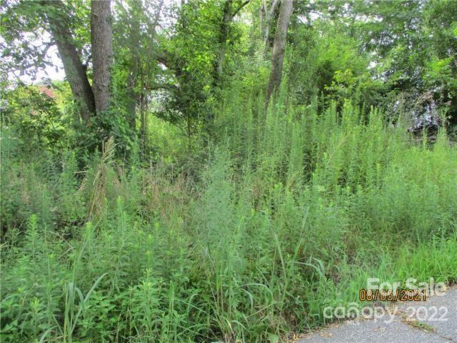 a view of a lush green forest