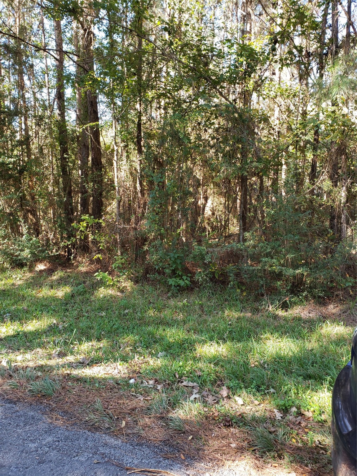 0 County Road 2097 Liberty, TX 77575 - Photo 2 of 6 a view of a yard with a tree