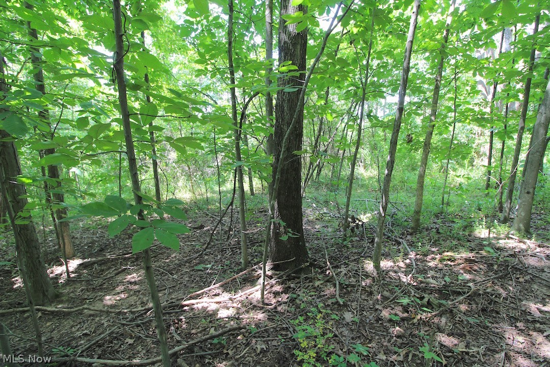 Union Hill Road Blue Rock, OH 43720 - Photo 13 of 35