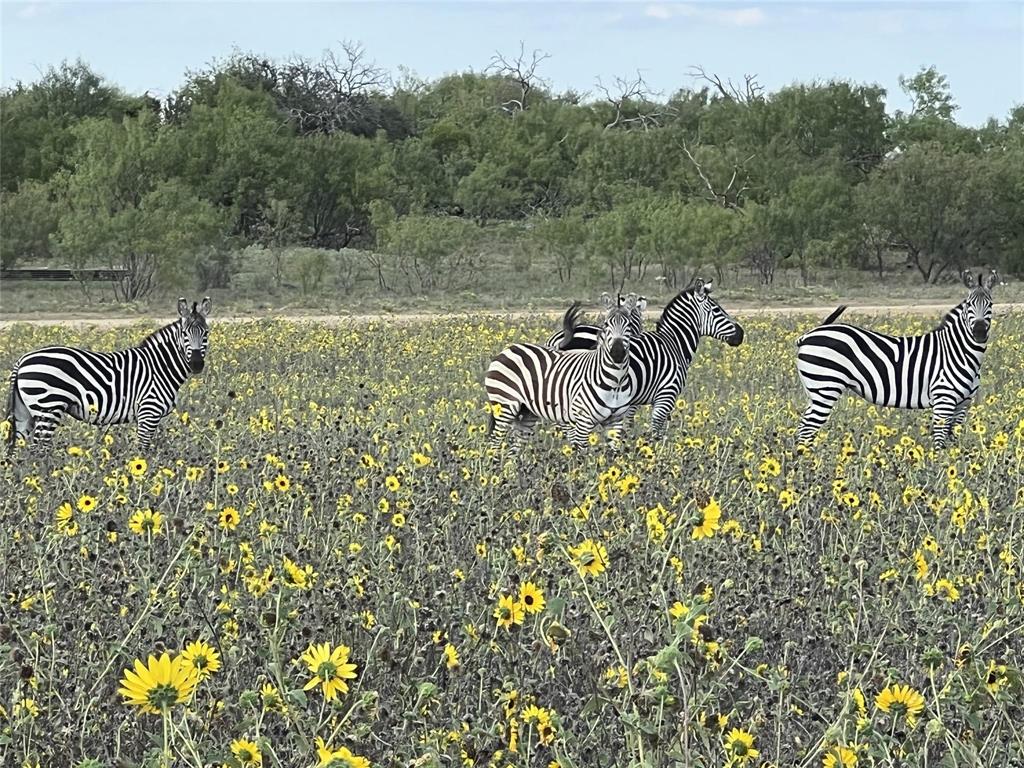 Lot 17 Tbd Goodnight Lane Strawn, TX 76475 - Photo 31 of 40