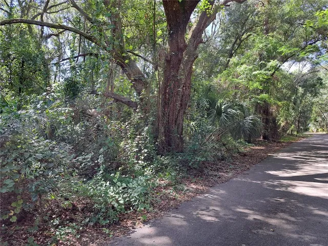 a view of a forest with trees