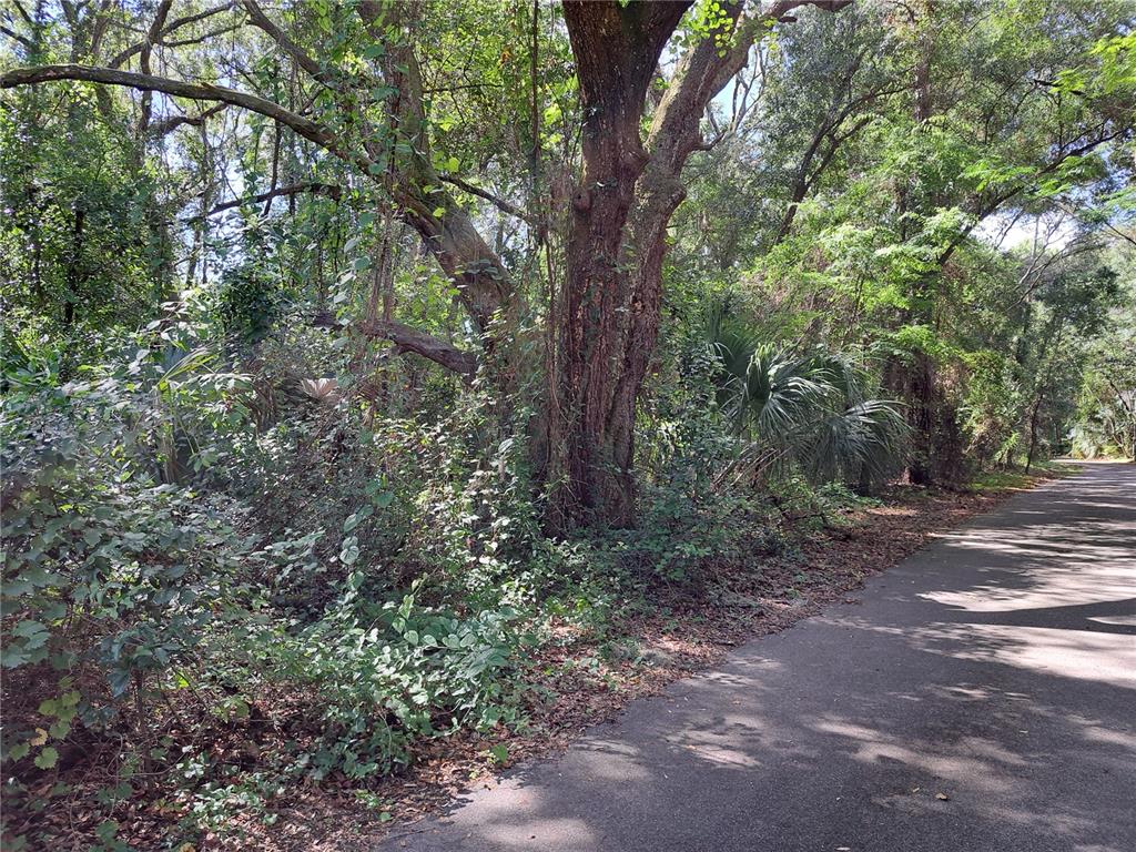 2164 Southwest 37th Court Gainesville, FL 32608 - Photo 6 of 6 a view of a forest with trees