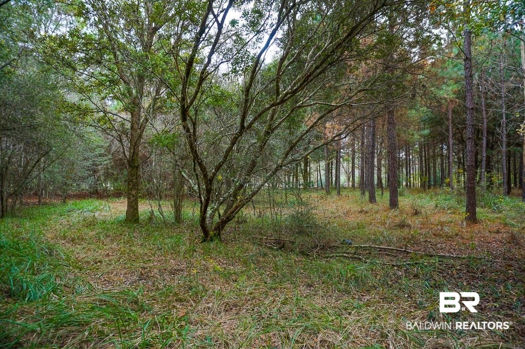 0 Smith Young Road Mobile, AL 36695 - Photo 6 of 8 View of wooded area