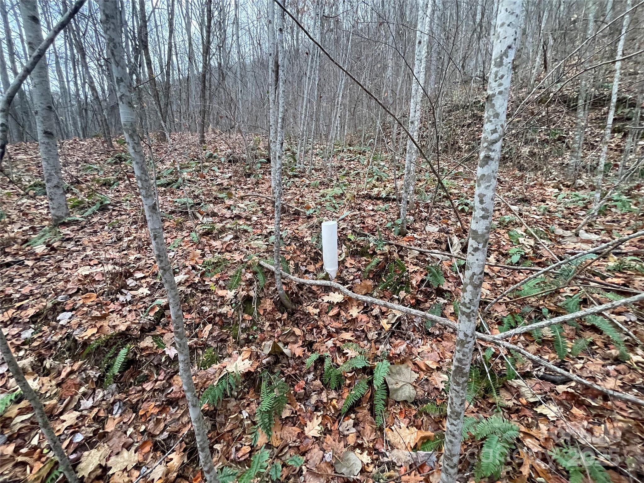 805 Sparkling Fls Road Whittier, NC 28789 - Photo 13 of 33 a view of a yard with a tree