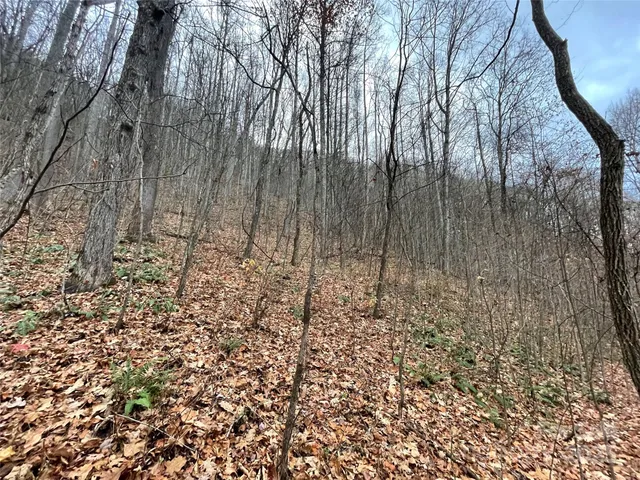 a view of lots of trees