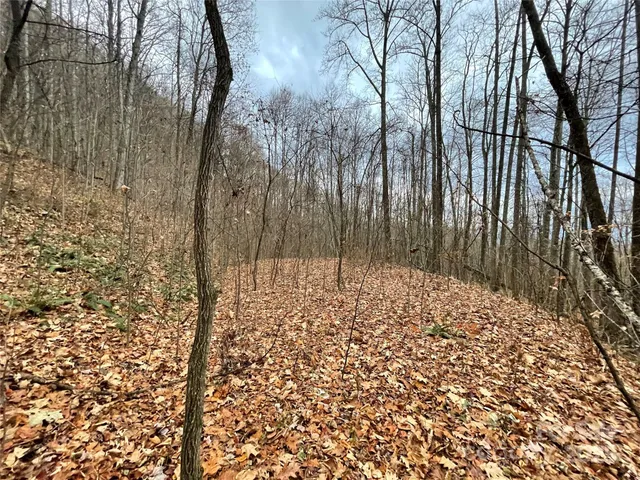 a view of a yard with plants and trees