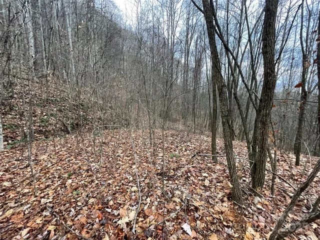 a view of a forest with large trees