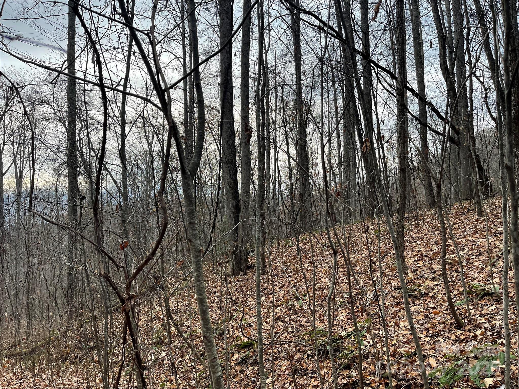 805 Sparkling Fls Road Whittier, NC 28789 - Photo 27 of 33 a view of lots of trees
