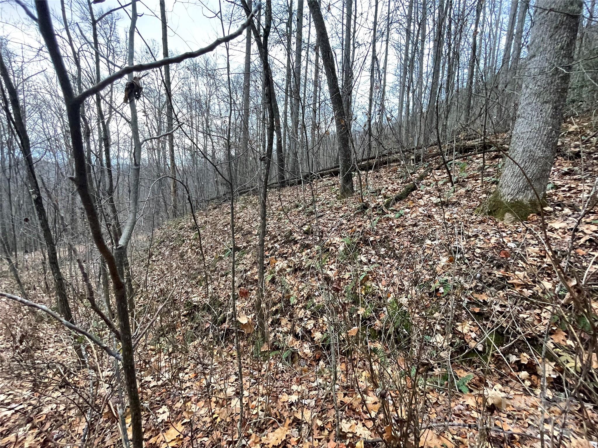 805 Sparkling Fls Road Whittier, NC 28789 - Photo 29 of 33 a view of a forest with large trees