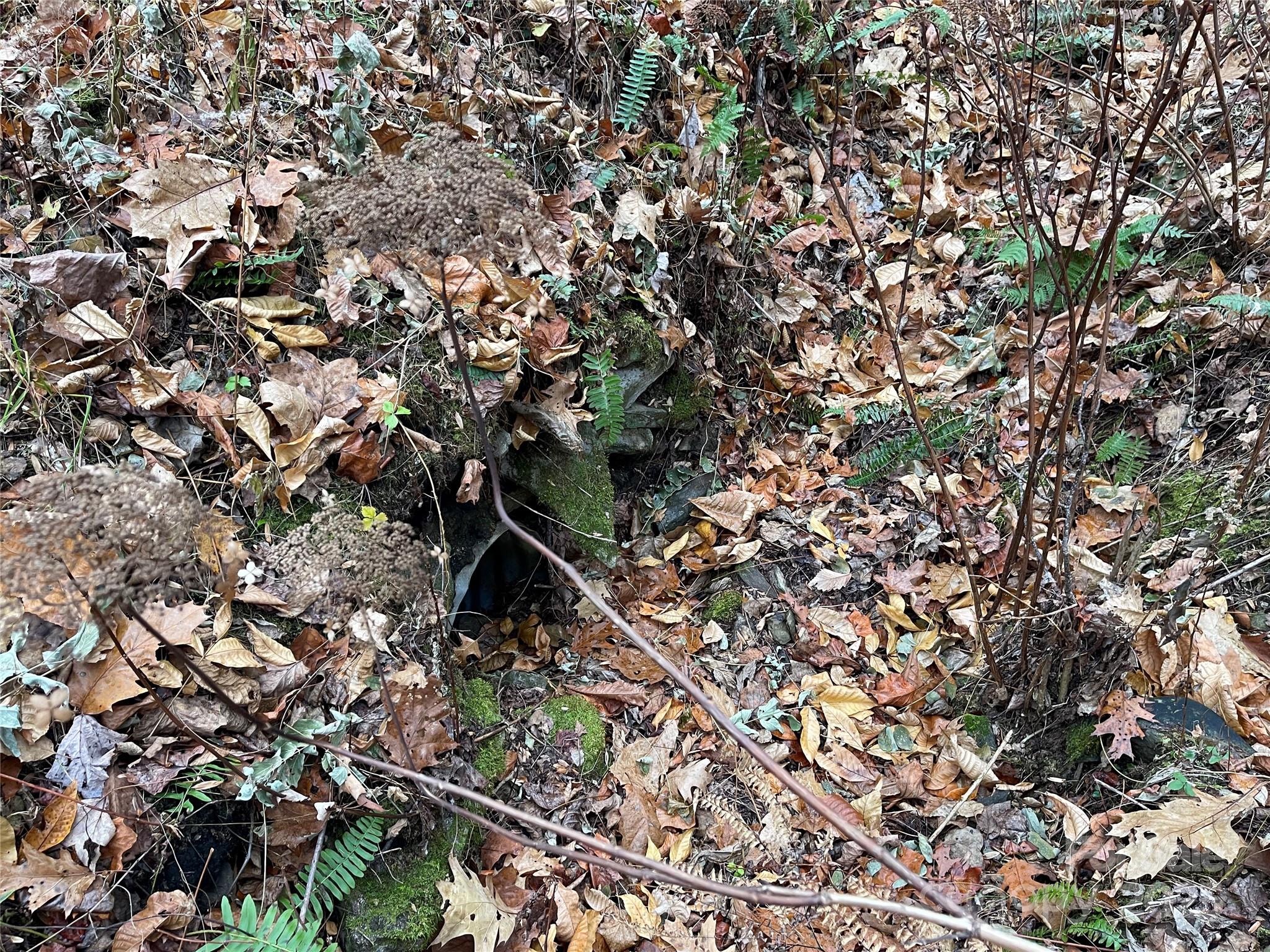 805 Sparkling Fls Road Whittier, NC 28789 - Photo 30 of 33 a picture of tree