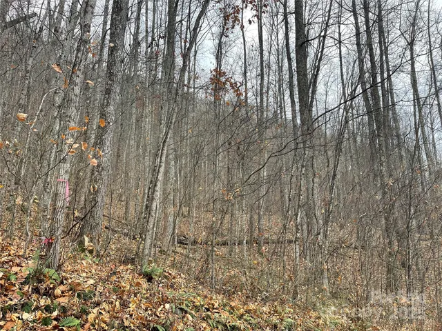 a close up of a plant in a yard