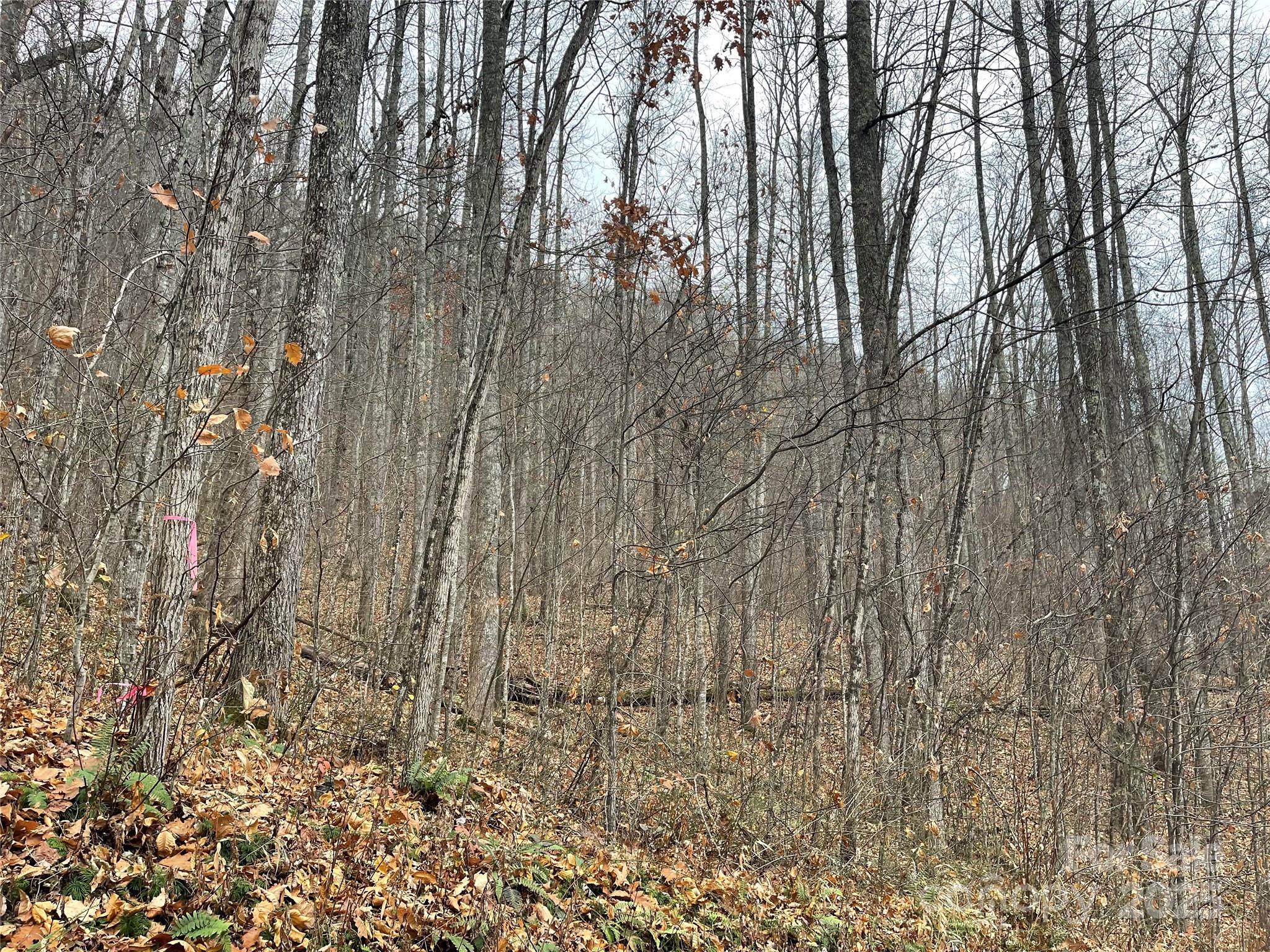 805 Sparkling Fls Road Whittier, NC 28789 - Photo 3 of 33 a close up of a plant in a yard
