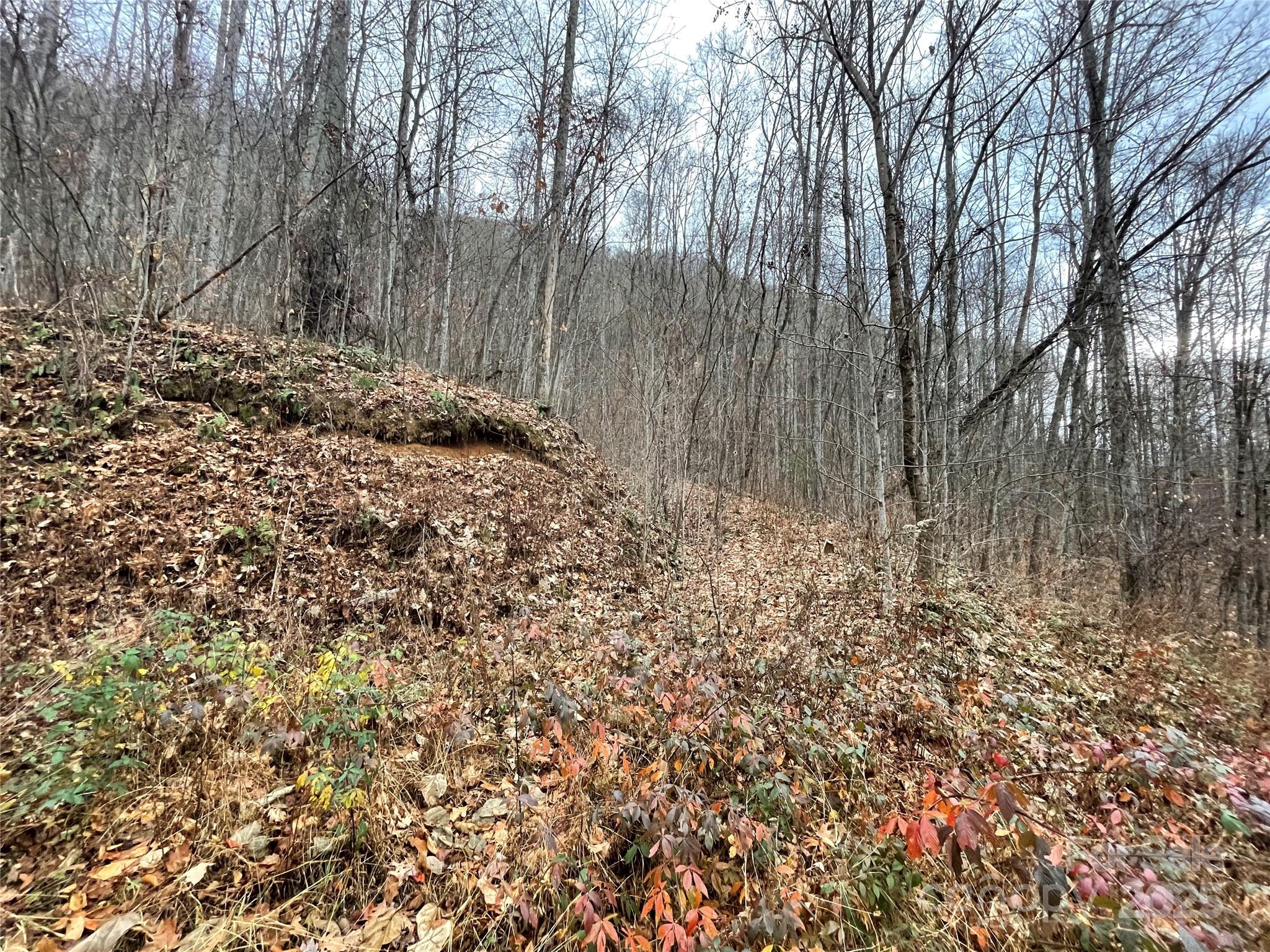 805 Sparkling Fls Road Whittier, NC 28789 - Photo 6 of 33 a view of a yard with large trees
