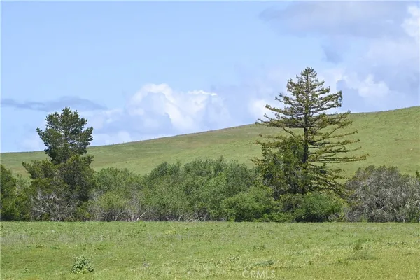 a view of a yard