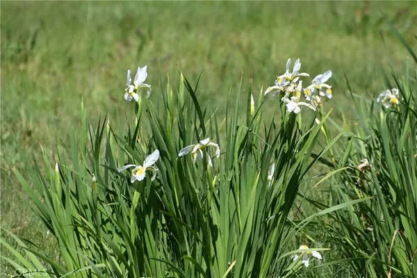a view of a garden