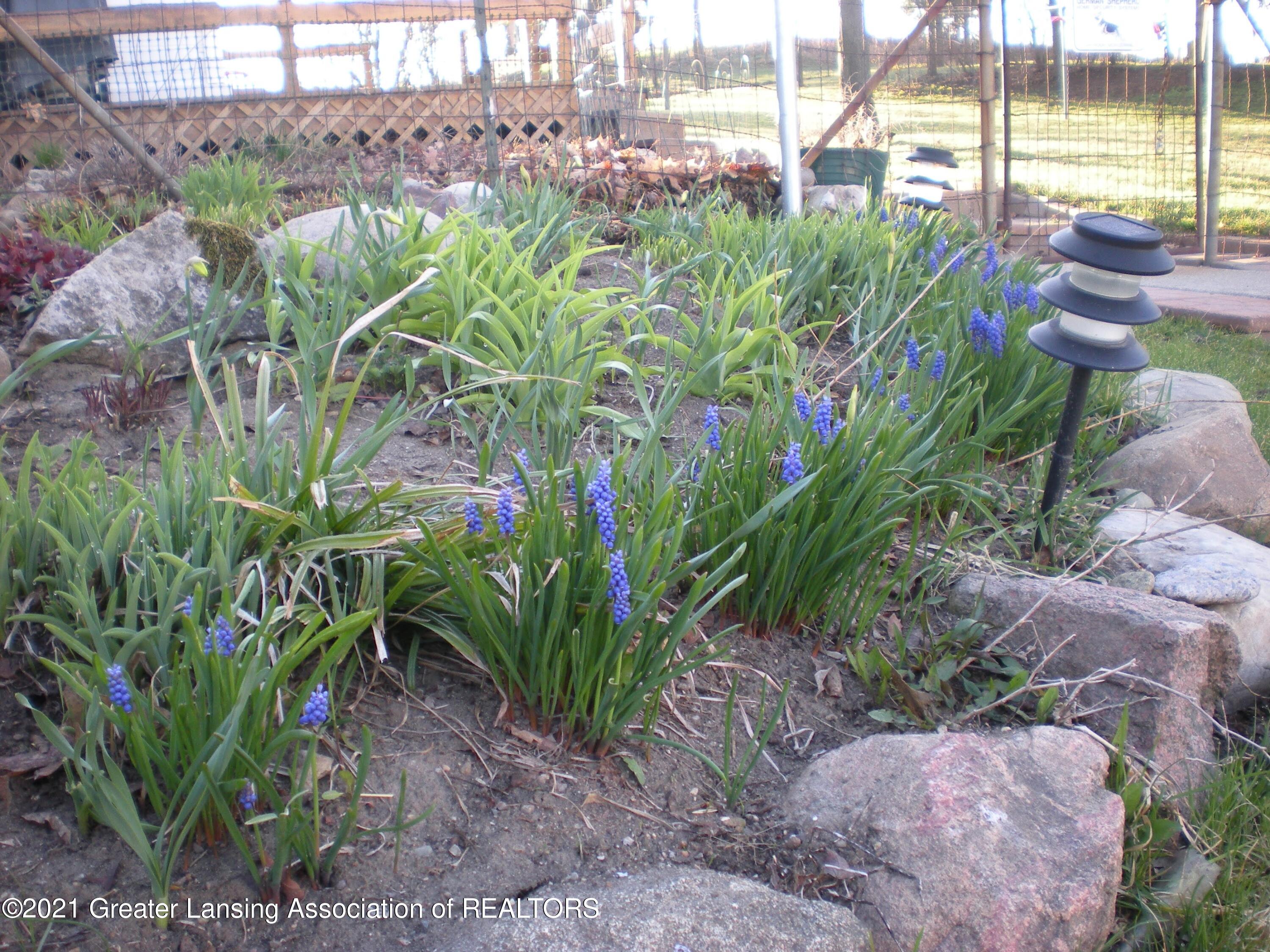 1391 West Howell Road Mason, MI 48854 - Photo 30 of 32 Purple Hyacinths 1