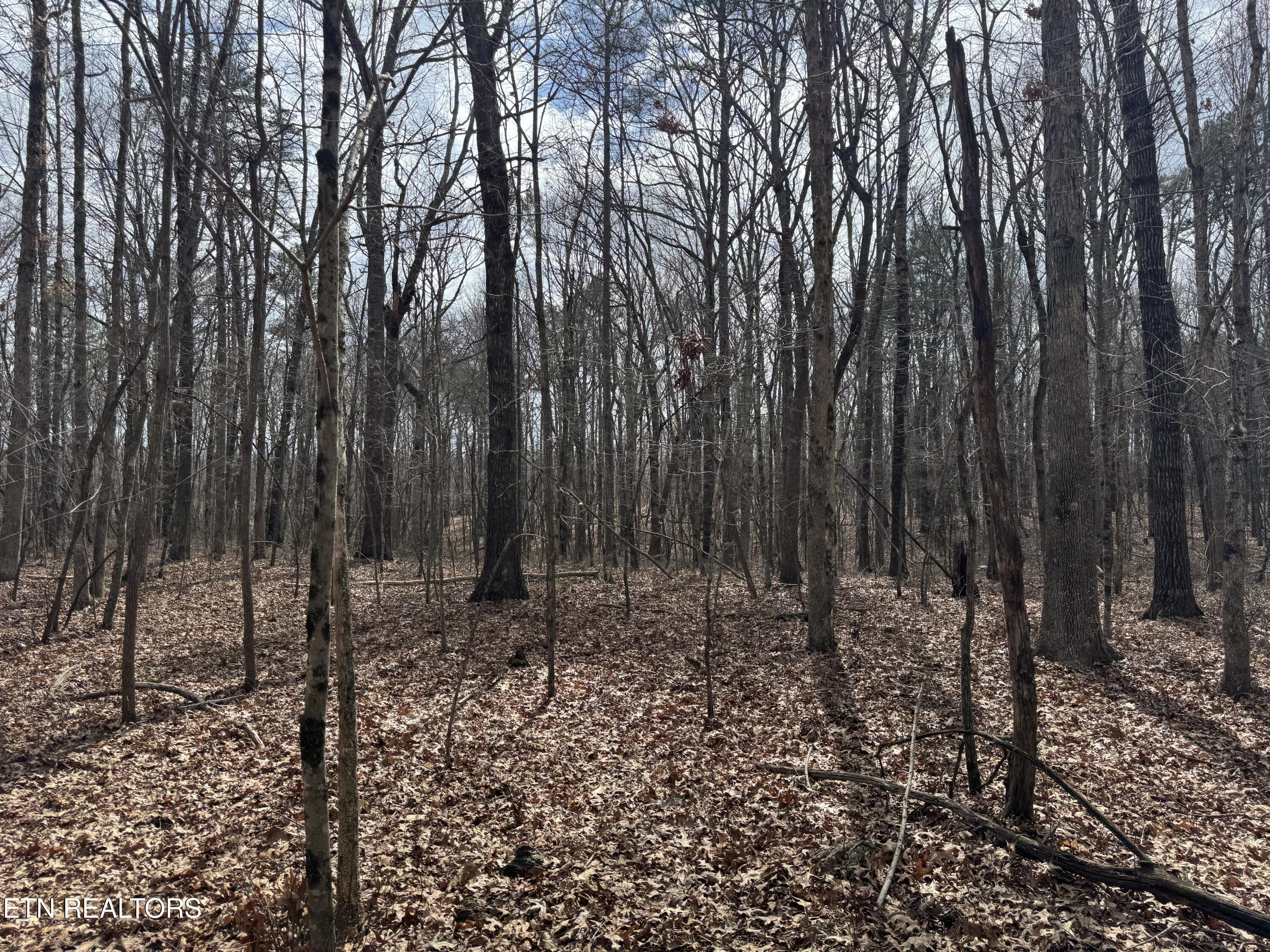 1261 Roanoke Road Jamestown, TN 38556 - Photo 3 of 16 IMG_9667