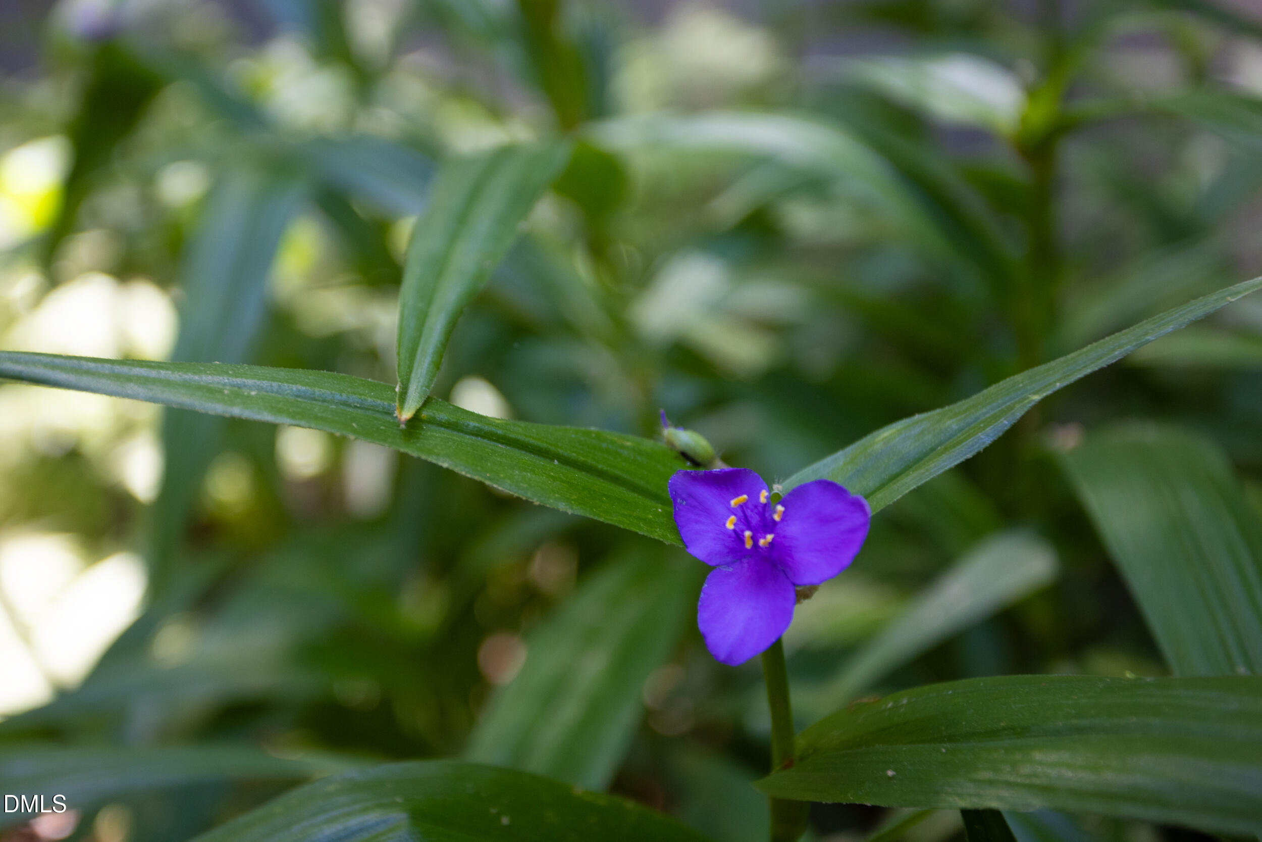 260 Bc Way Rougemont, NC 27572 - Photo 74 of 76 a view of a flower